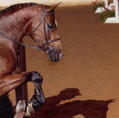 Khandle in the Wind++++//